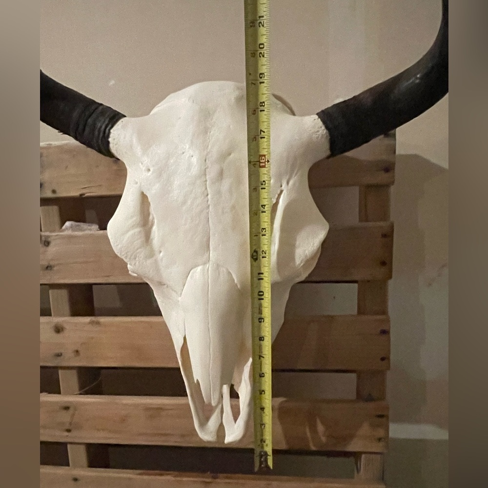✨💀 Buffalo skull euro mount - Picture 3 of 8